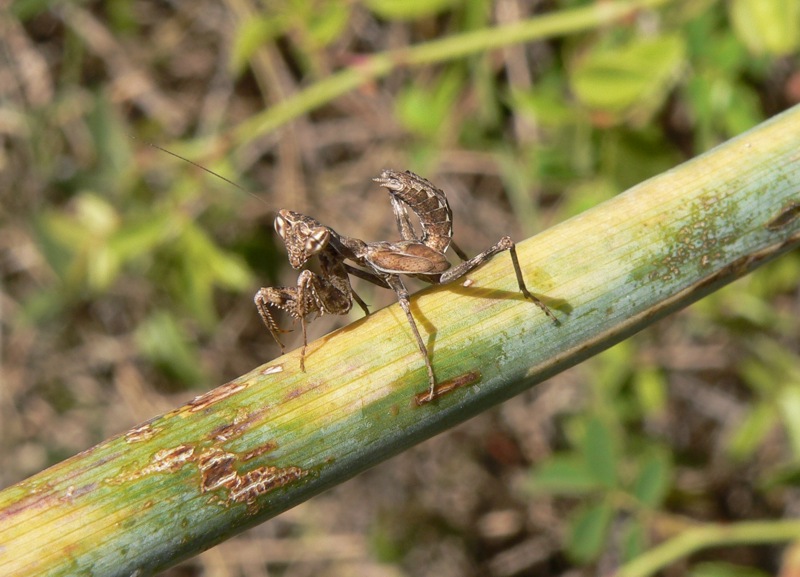 Mantidi sicane